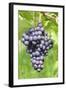 Red Wine Grapes, Uhlbach, Baden Wurttemberg, Germany, Europe-Markus-Framed Photographic Print