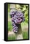 Red Wine Grapes, Uhlbach, Baden Wurttemberg, Germany, Europe-Markus Lange-Framed Stretched Canvas