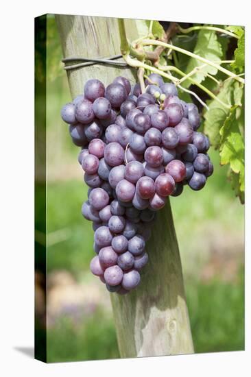 Red Wine Grapes, Uhlbach, Baden Wurttemberg, Germany, Europe-Markus Lange-Stretched Canvas