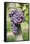 Red Wine Grapes, Uhlbach, Baden Wurttemberg, Germany, Europe-Markus Lange-Framed Stretched Canvas