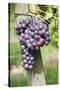 Red Wine Grapes, Uhlbach, Baden Wurttemberg, Germany, Europe-Markus Lange-Stretched Canvas