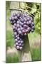 Red Wine Grapes, Uhlbach, Baden Wurttemberg, Germany, Europe-Markus Lange-Mounted Photographic Print