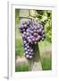 Red Wine Grapes, Uhlbach, Baden Wurttemberg, Germany, Europe-Markus Lange-Framed Photographic Print