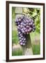 Red Wine Grapes, Uhlbach, Baden Wurttemberg, Germany, Europe-Markus Lange-Framed Photographic Print
