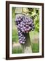 Red Wine Grapes, Uhlbach, Baden Wurttemberg, Germany, Europe-Markus Lange-Framed Photographic Print
