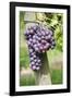 Red Wine Grapes, Uhlbach, Baden Wurttemberg, Germany, Europe-Markus Lange-Framed Photographic Print