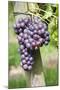 Red Wine Grapes, Uhlbach, Baden Wurttemberg, Germany, Europe-Markus Lange-Mounted Photographic Print