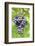 Red Wine Grapes, Uhlbach, Baden Wurttemberg, Germany, Europe-Markus-Framed Photographic Print