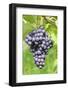 Red Wine Grapes, Uhlbach, Baden Wurttemberg, Germany, Europe-Markus-Framed Photographic Print