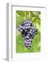 Red Wine Grapes, Uhlbach, Baden Wurttemberg, Germany, Europe-Markus-Framed Photographic Print