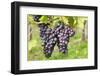 Red Wine Grapes, Uhlbach, Baden Wurttemberg, Germany, Europe-Markus-Framed Photographic Print