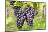 Red Wine Grapes, Uhlbach, Baden Wurttemberg, Germany, Europe-Markus-Mounted Photographic Print