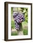 Red Wine Grapes, Uhlbach, Baden Wurttemberg, Germany, Europe-Markus Lange-Framed Photographic Print