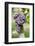 Red Wine Grapes, Uhlbach, Baden Wurttemberg, Germany, Europe-Markus Lange-Framed Photographic Print