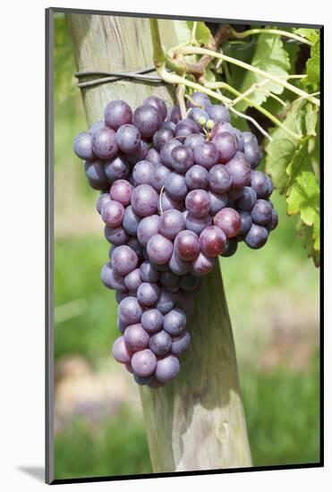 Red Wine Grapes, Uhlbach, Baden Wurttemberg, Germany, Europe-Markus Lange-Mounted Photographic Print