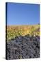 Red Wine Grapes with Colourful Vineyards in Autumn-Markus-Stretched Canvas