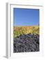 Red Wine Grapes with Colourful Vineyards in Autumn-Markus-Framed Photographic Print