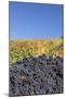 Red Wine Grapes with Colourful Vineyards in Autumn-Markus-Mounted Photographic Print