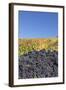 Red Wine Grapes with Colourful Vineyards in Autumn-Markus-Framed Photographic Print