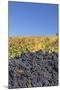Red Wine Grapes with Colourful Vineyards in Autumn-Markus-Mounted Photographic Print