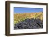 Red Wine Grapes with Colourful Vineyards in Autumn-Markus-Framed Photographic Print