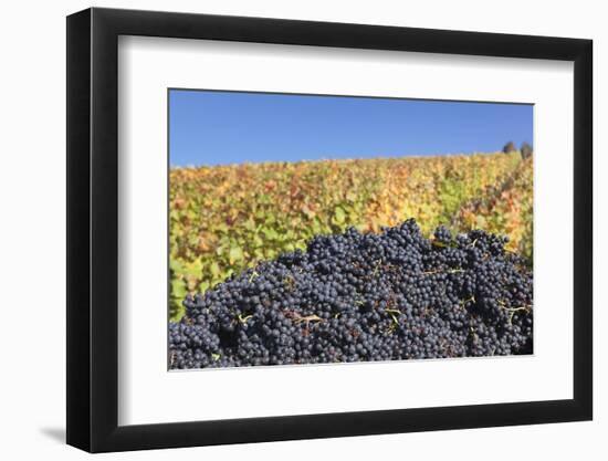 Red Wine Grapes with Colourful Vineyards in Autumn-Markus-Framed Photographic Print