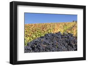 Red Wine Grapes with Colourful Vineyards in Autumn-Markus-Framed Photographic Print