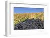 Red Wine Grapes with Colourful Vineyards in Autumn-Markus-Framed Photographic Print