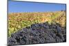 Red Wine Grapes with Colourful Vineyards in Autumn-Markus-Mounted Photographic Print