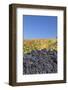 Red Wine Grapes with Colourful Vineyards in Autumn-Markus-Framed Photographic Print