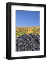 Red Wine Grapes with Colourful Vineyards in Autumn-Markus-Framed Photographic Print