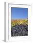 Red Wine Grapes with Colourful Vineyards in Autumn-Markus-Framed Photographic Print