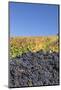 Red Wine Grapes with Colourful Vineyards in Autumn-Markus-Mounted Photographic Print