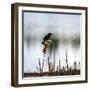 Red Wing Blackbird 3-Ursula Abresch-Framed Photographic Print