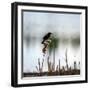 Red Wing Blackbird 3-Ursula Abresch-Framed Photographic Print