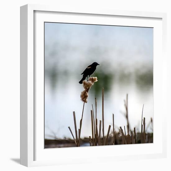 Red Wing Blackbird 3-Ursula Abresch-Framed Photographic Print