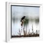 Red Wing Blackbird 3-Ursula Abresch-Framed Photographic Print