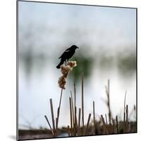 Red Wing Blackbird 3-Ursula Abresch-Mounted Photographic Print