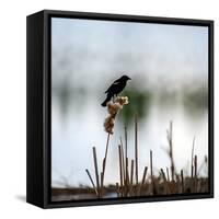 Red Wing Blackbird 3-Ursula Abresch-Framed Stretched Canvas