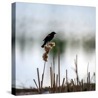 Red Wing Blackbird 3-Ursula Abresch-Stretched Canvas