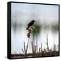 Red Wing Blackbird 3-Ursula Abresch-Framed Stretched Canvas