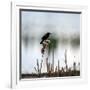 Red Wing Blackbird 3-Ursula Abresch-Framed Photographic Print