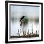 Red Wing Blackbird 3-Ursula Abresch-Framed Photographic Print