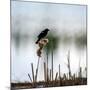 Red Wing Blackbird 3-Ursula Abresch-Mounted Photographic Print