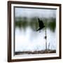 Red Wing Blackbird 4-Ursula Abresch-Framed Photographic Print