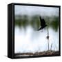 Red Wing Blackbird 4-Ursula Abresch-Framed Stretched Canvas