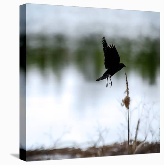 Red Wing Blackbird 4-Ursula Abresch-Stretched Canvas