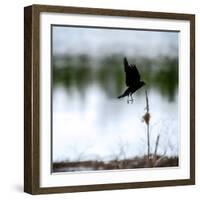 Red Wing Blackbird 4-Ursula Abresch-Framed Photographic Print