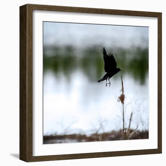 Red Wing Blackbird 4-Ursula Abresch-Framed Photographic Print