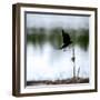 Red Wing Blackbird 4-Ursula Abresch-Framed Photographic Print